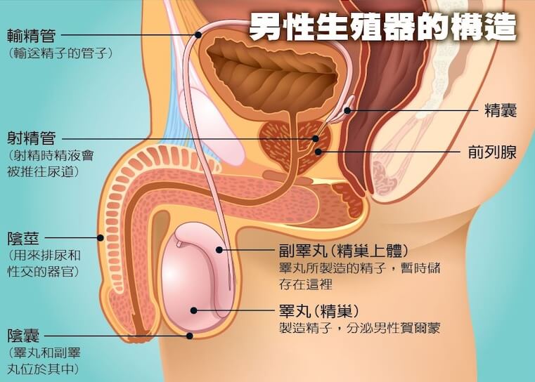 NO14.16.1-1, 壯陽藥, 壯陽產品, 壯陽中藥, 威而鋼, 犀利士, 必利勁, 樂威壯, 樂軒昂, 壯陽產品, 勃起障礙, 必利勁, 瑪卡, 藍色小藥丸, 偉哥, 武倍對策, 我弟很猛, 增大增粗