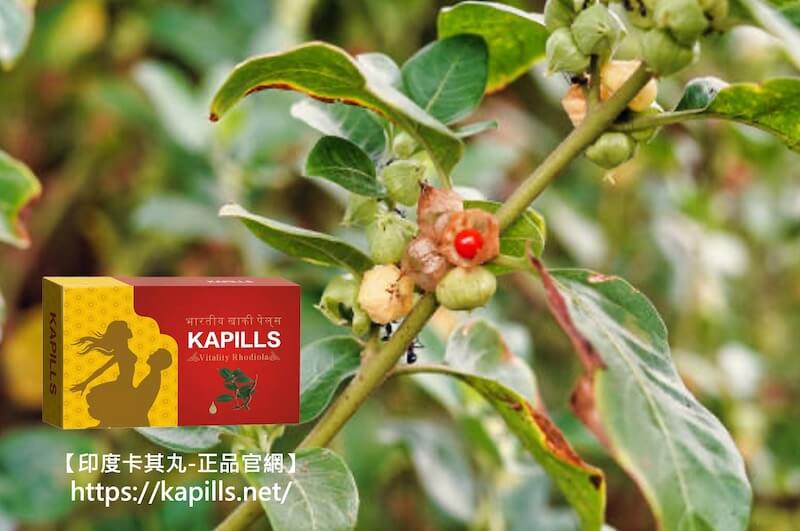 南非醉茄印度人蔘1-1, 壯陽藥, 壯陽產品, 壯陽中藥, 威而鋼, 犀利士, 必利勁, 樂威壯, 樂軒昂, 壯陽產品, 勃起障礙, 必利勁, 瑪卡, 藍色小藥丸, 偉哥, 武倍對策, 我弟很猛, 增大增粗