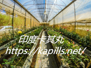 第5張-300x225-1, 壯陽藥, 壯陽產品, 壯陽中藥, 威而鋼, 犀利士, 必利勁, 樂威壯, 樂軒昂, 壯陽產品, 勃起障礙, 必利勁, 瑪卡, 藍色小藥丸, 偉哥, 武倍對策, 我弟很猛, 增大增粗